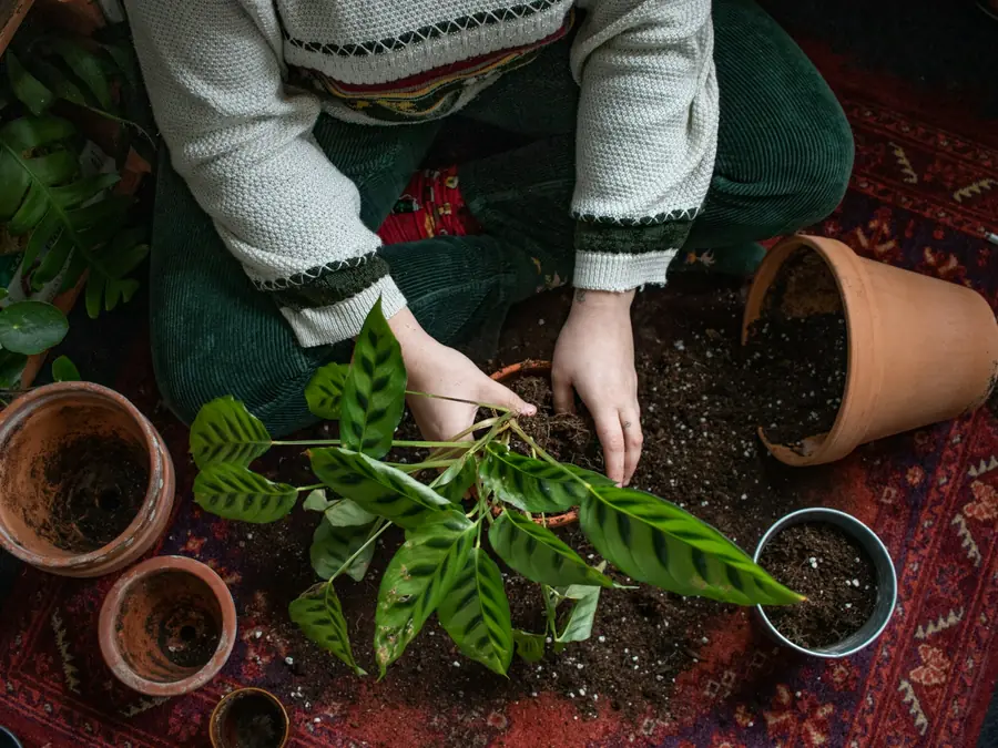 Pessoa replantando uma planta no tapete da sala