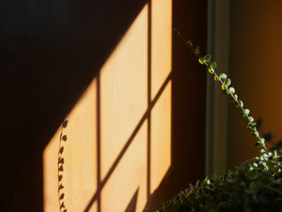 Luz do fim de tarde na parede, com folhas